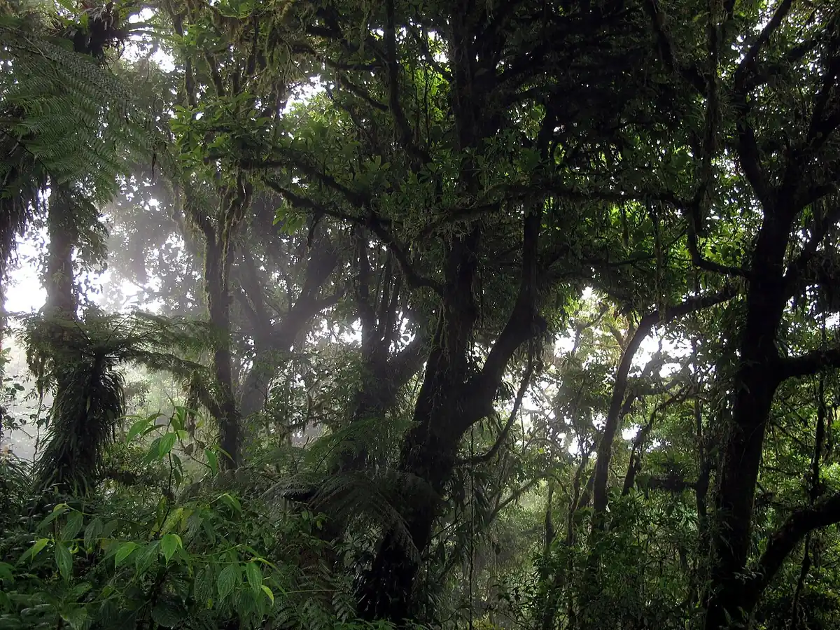 Bosque nuboso de Monteverde, Costa Rica, con neblina entre los arboles