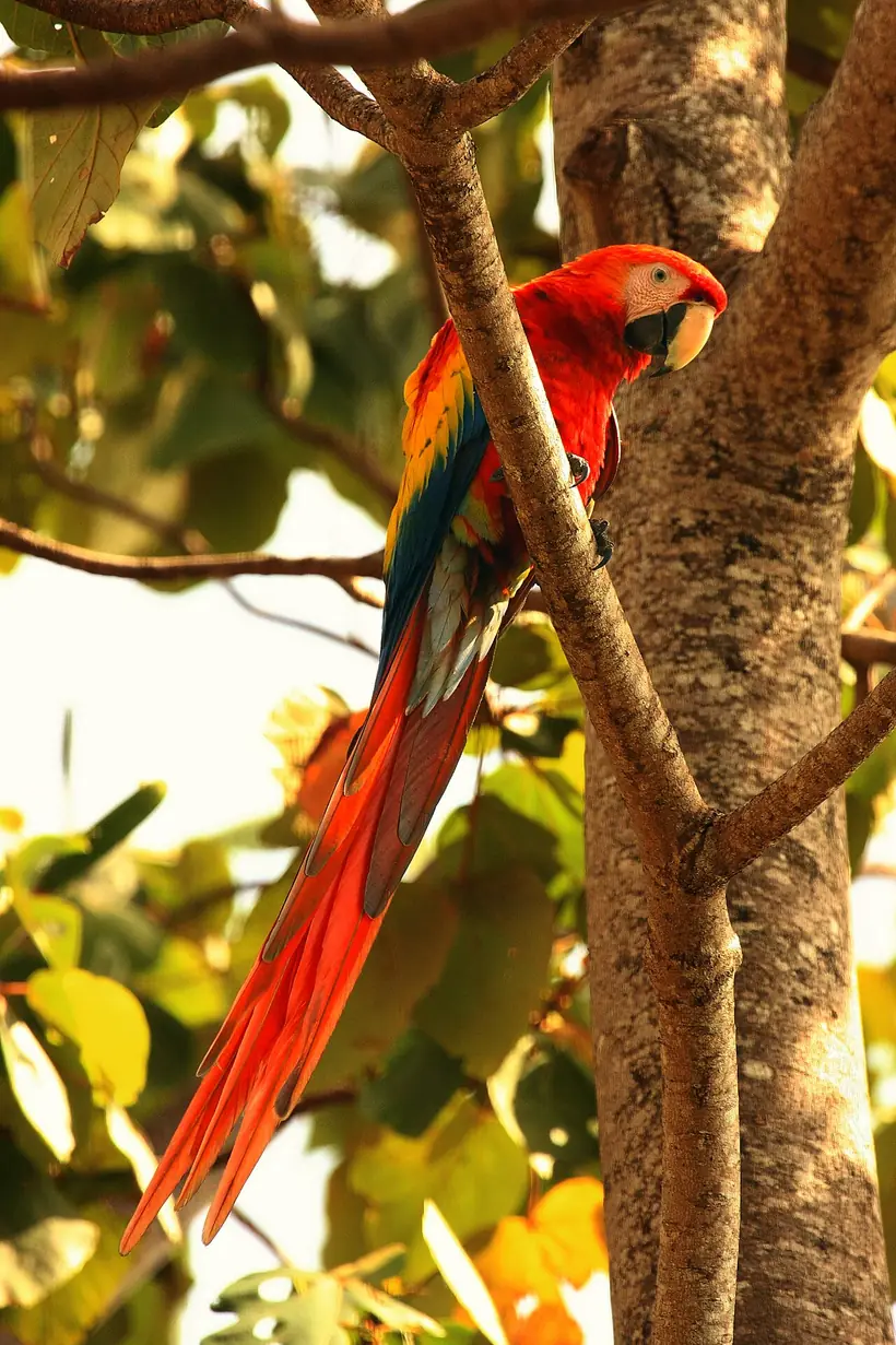 Lapa roja en Costa Rica
