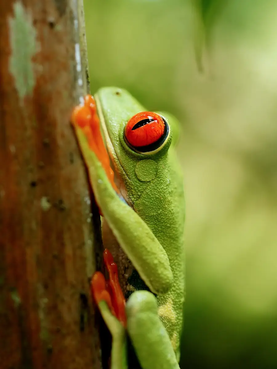 Rana de ojos rojos en Costa Rica